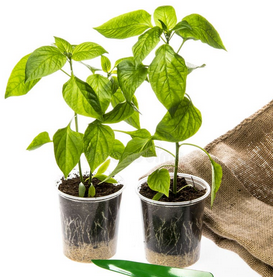 Bell Pepper Seedlings
